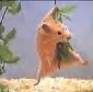 l'hamster ki se prend pour Tarzan